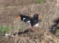 /album/my-local-birding-gallery/oyster-catchers-dewsbury-sf-jpg/